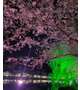 最後の花見、心温まるひととき