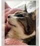 たかが猫、されど猫。