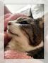 たかが猫、されど猫。