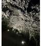 綺麗な夜桜♪
