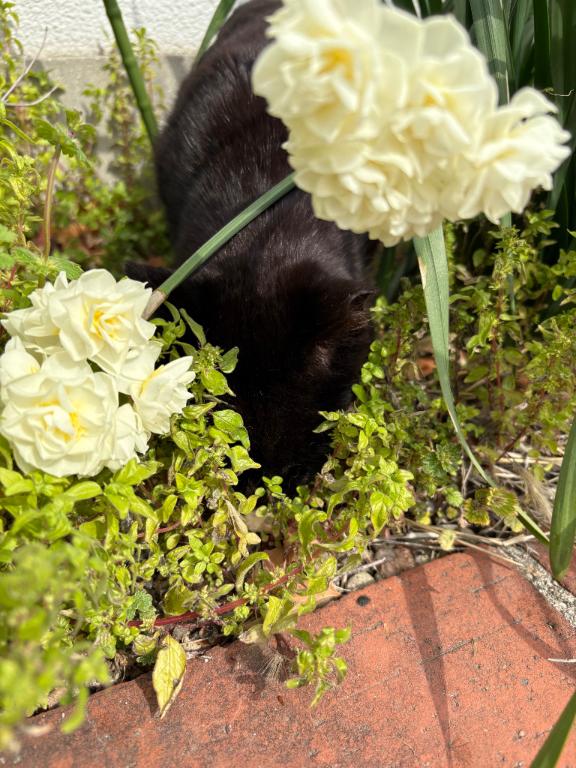 本日出勤します🌱🐱