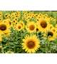 ③🌻