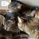 猫吸い。