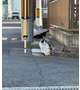 散歩が大好き