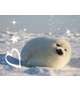 水族館の中で一番好きな生き物ってなーんだ♡