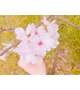 ３月の予定🌸