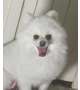 出勤！🐶