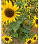 🌻