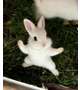 🐇