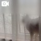 ビビり猫☔️🐈