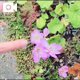 🎀コルチカム🎀