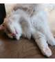 癒し🐈🤍