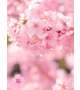 散るのも早く🌸