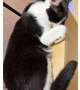 猫ってダンボール好きだよね