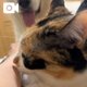 よーーーーく聴いたら