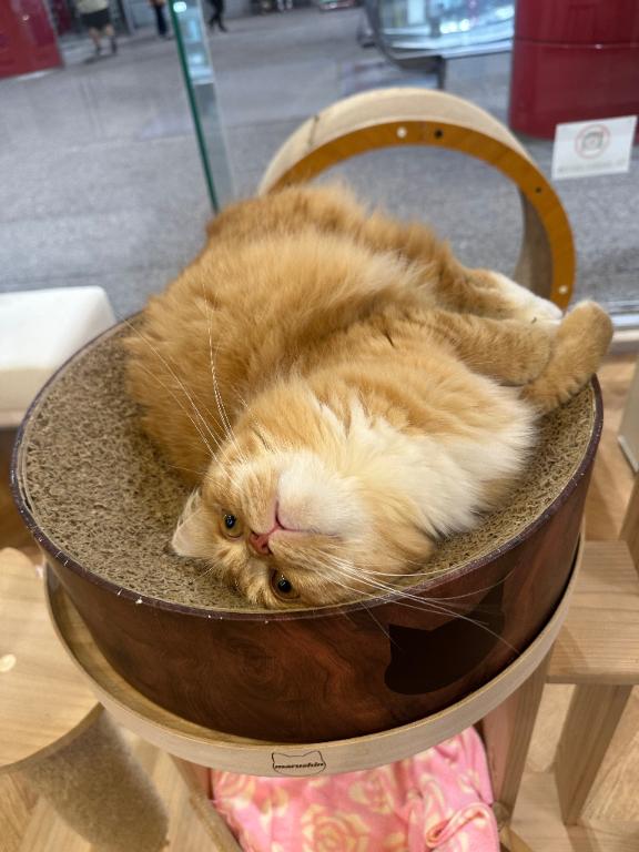 したい🥺︎