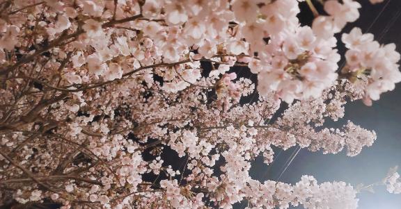 今が満開🌸