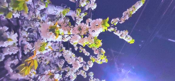 昨日の夜桜🌸