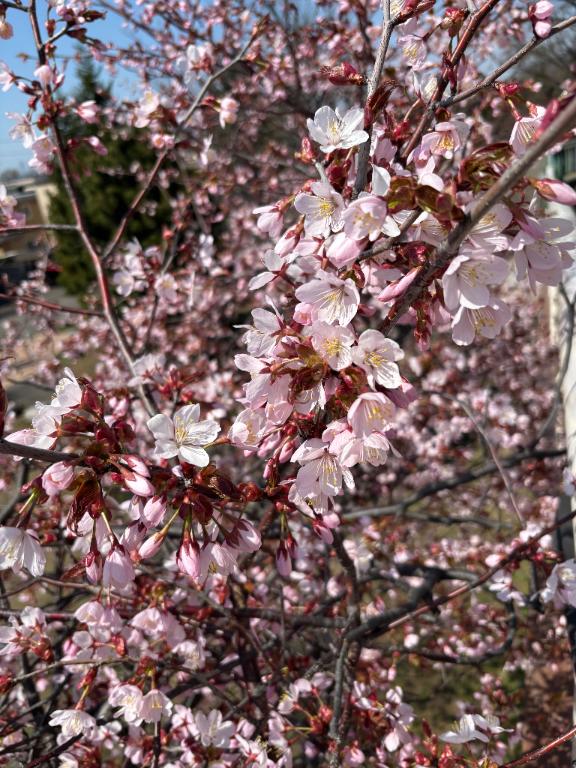 春🌸