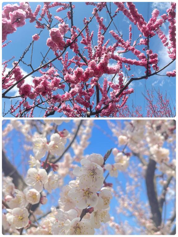 ＧW出勤日🌸