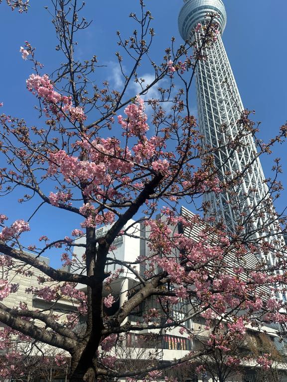 咲いたね🌸