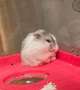 🐹