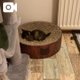 様🐱