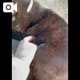 🐈‍⬛戯れ合うネコ達🐈‍⬛