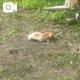 1000cc「行ける」 私「無理です。」