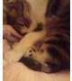 [お題]from:猫飼いたいさん