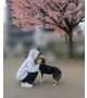 今年も🌸