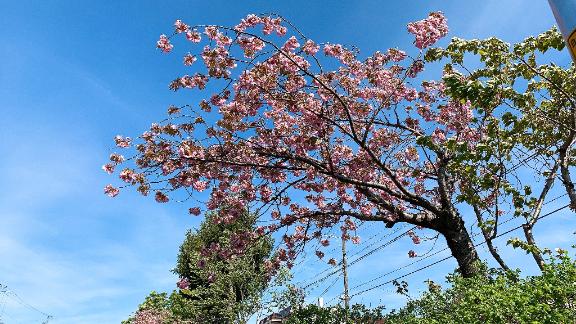 写メ日記サムネイル
