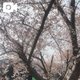 桜、見てきたよ🌸