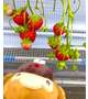 🍓いちご狩り
