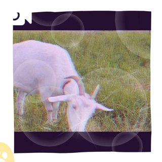 とある休日💤の風景🖼️🐐