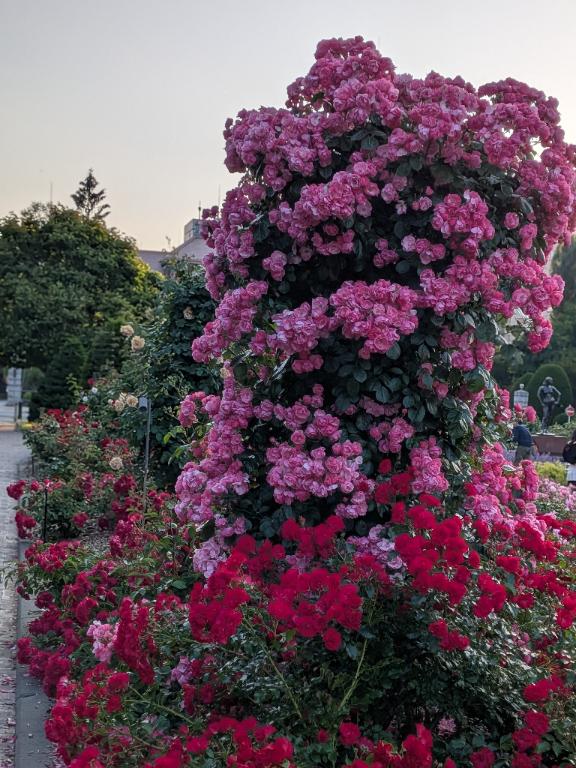 明日から花フェスタ🏵️