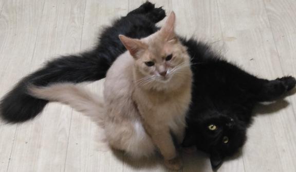 家族紹介ฅ^•ω•^ฅ