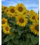 🌻🌻🌻