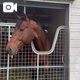 札幌2、新潟競馬場開始