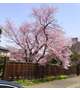 🩷帯広の桜🌸観に行けるかなぁ🙄🩷