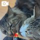 猫も大喜びです❤️