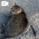 にゃんにゃん