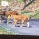 人間だけじゃ…ないね(・・;)