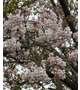 桜吹雪🌸