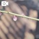春歌…🌸🌸