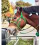 お馬たん🐴