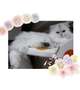 [お題]from:猫飼いたいさん