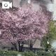 雪と桜