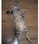 最近の猫田は朝からキレてるの巻