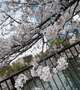 桜🌸